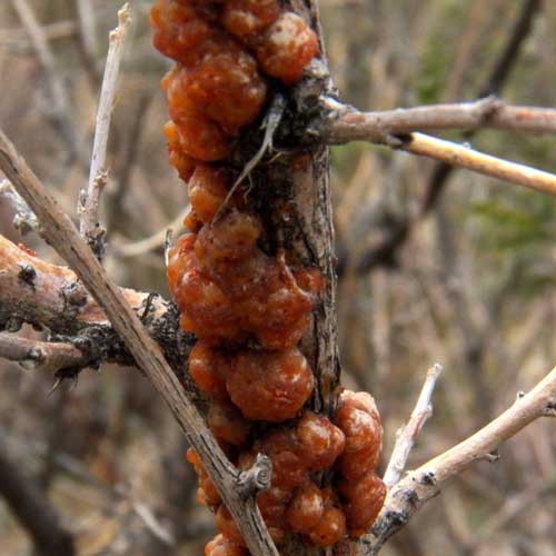 gommalacca indurita su arbusti legnosi